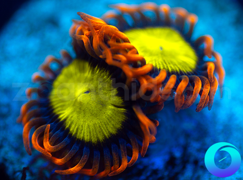 763-Mandarin-Oranges-zoa.jpg