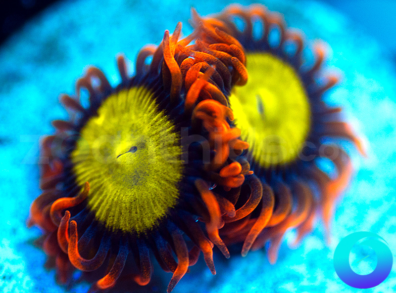 770-Mandarin-Oranges-zoa-GHZ51.jpg