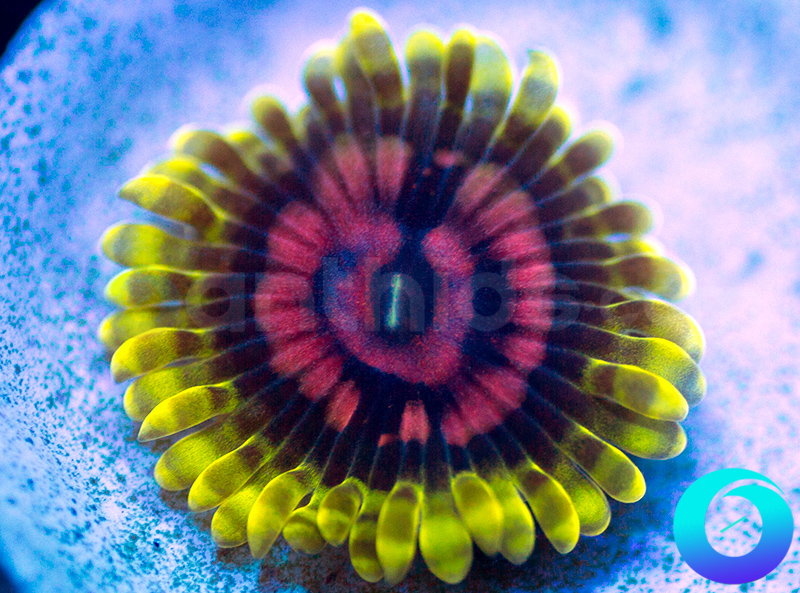 782-Snozberry-zoa-GHZ63.jpg