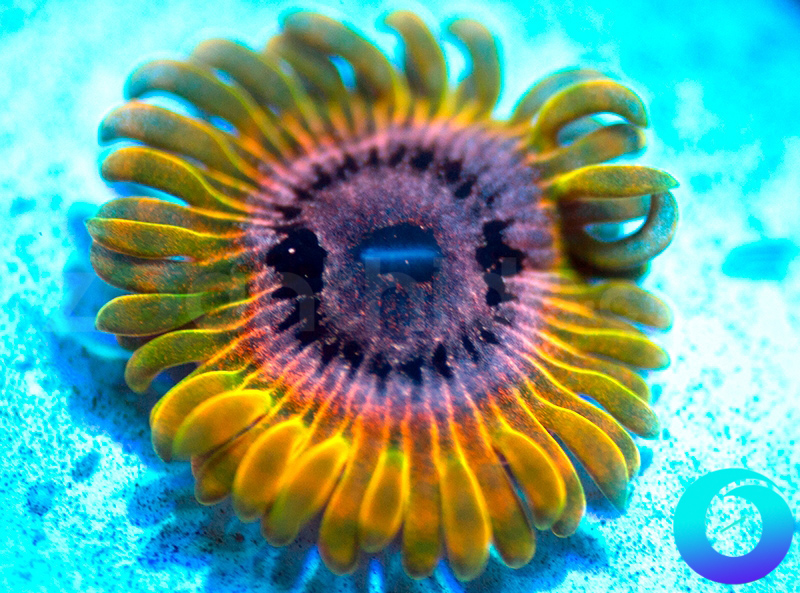 793-2-Phenomenon-zoa.jpg