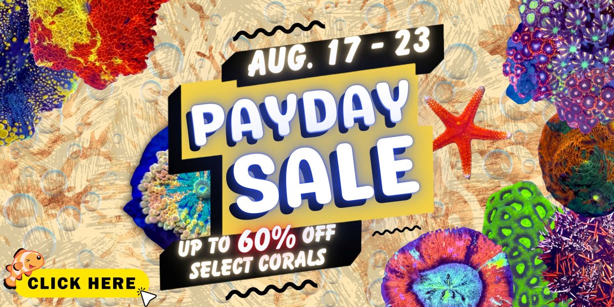 8.17.23 Payday Sale.jpg