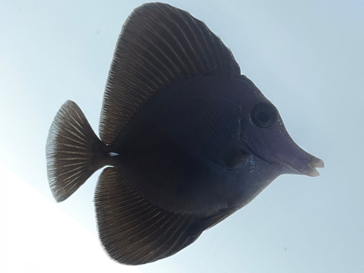 8 Black Tang.jpg