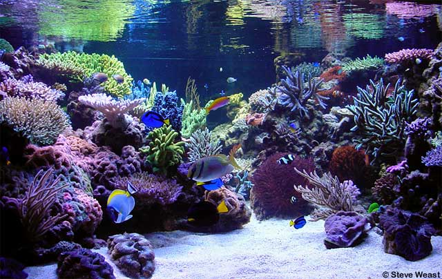 807_Reef_Tank_1.jpg