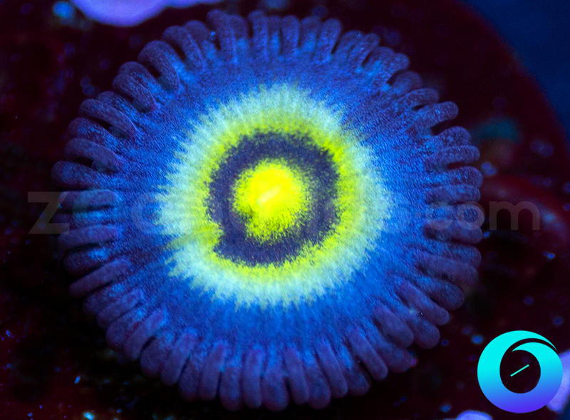 81-Outcast-zoa-A88.jpg