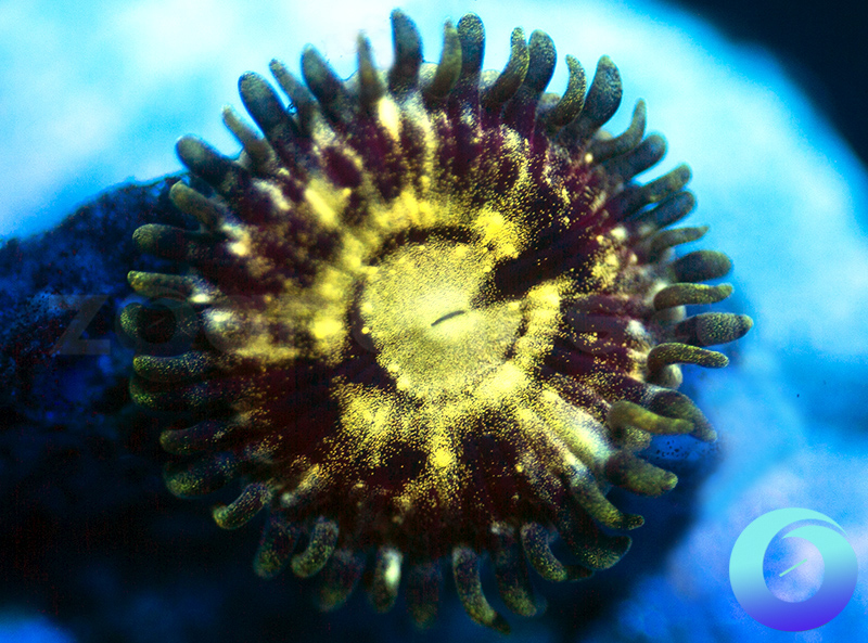 811-Zoa.jpg