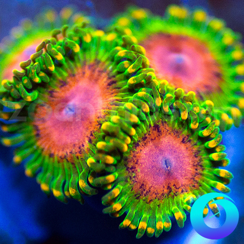 89-OG-Awesome-Blossoms-zoa-B87.jpg