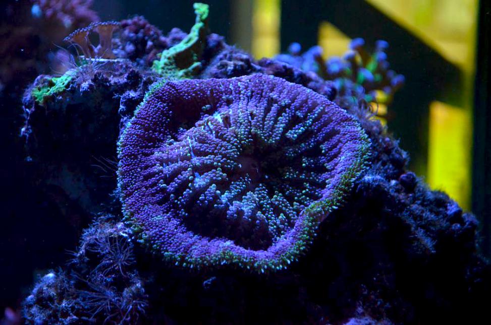 89498d1377545385-my-93g-cube-reef-nikon-d5100-8-26-2013-078.jpg