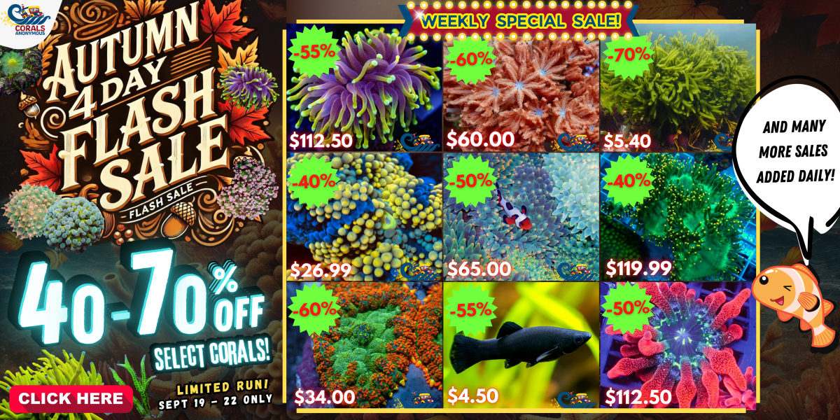 9.19.2024 Autumn Flash 4-day Sale Blitz Website Banners.png