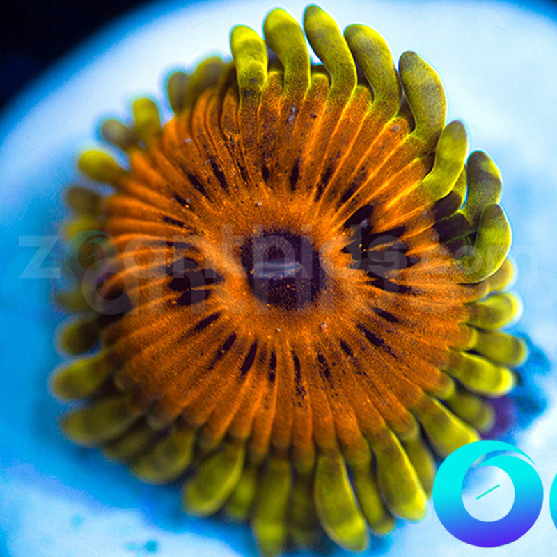 90-Big-Bird-zoa-P4.jpg