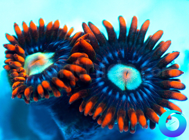 906-Tsunami-zoa-A197.jpg