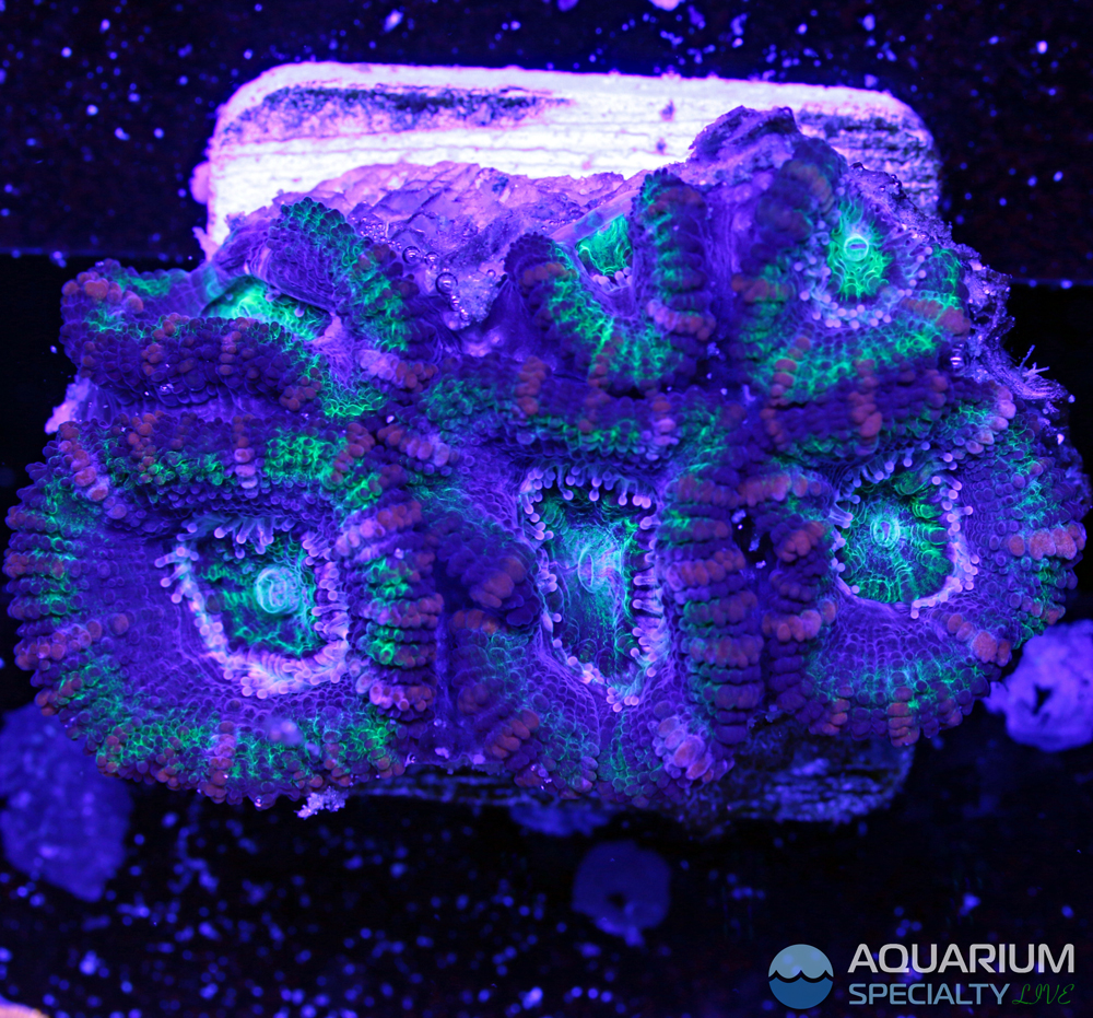 95-Acan[1].jpg