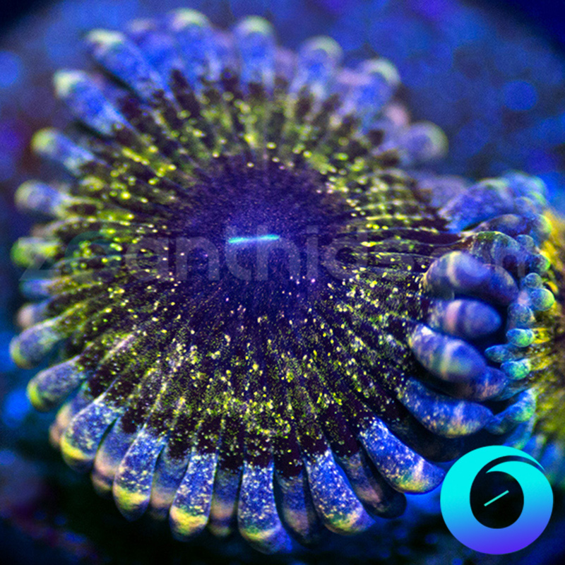 95-Solar-Circus-zoa-B92.jpg