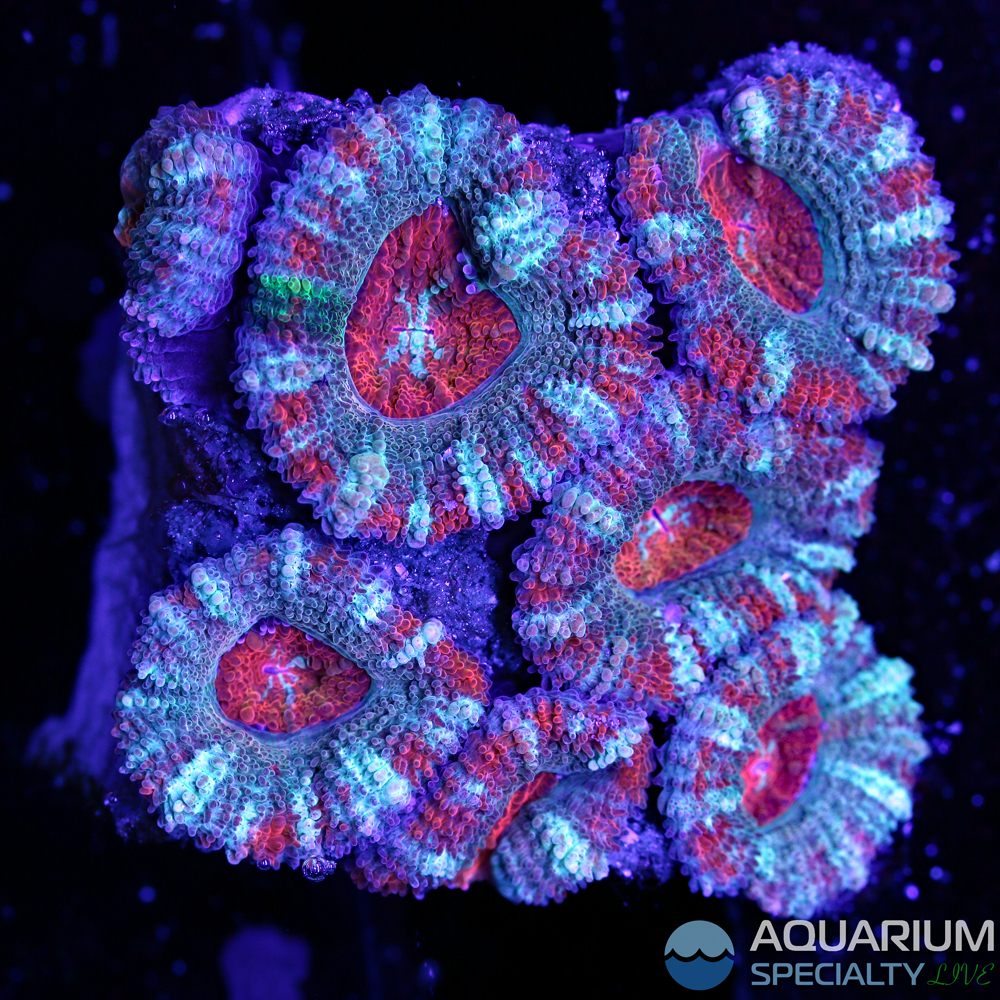 96-acan[1].jpg