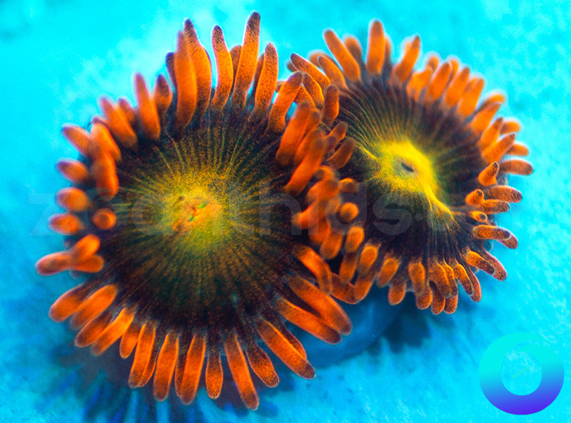 968-Solar-Fusion-zoa-D126.jpg