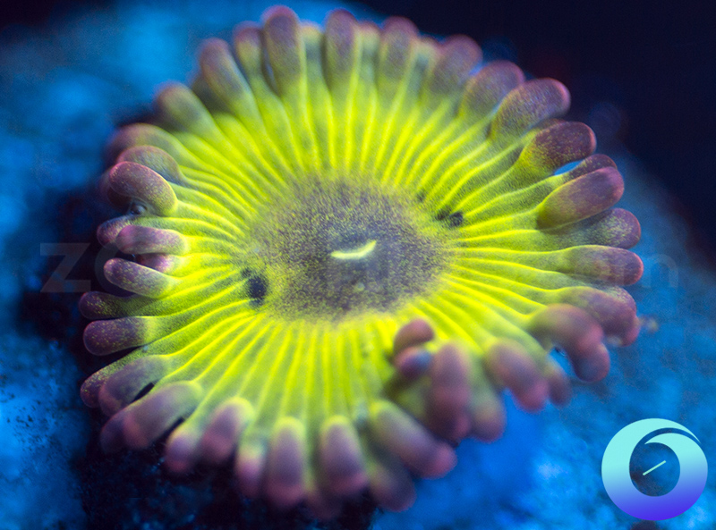 97-Zoa.jpg