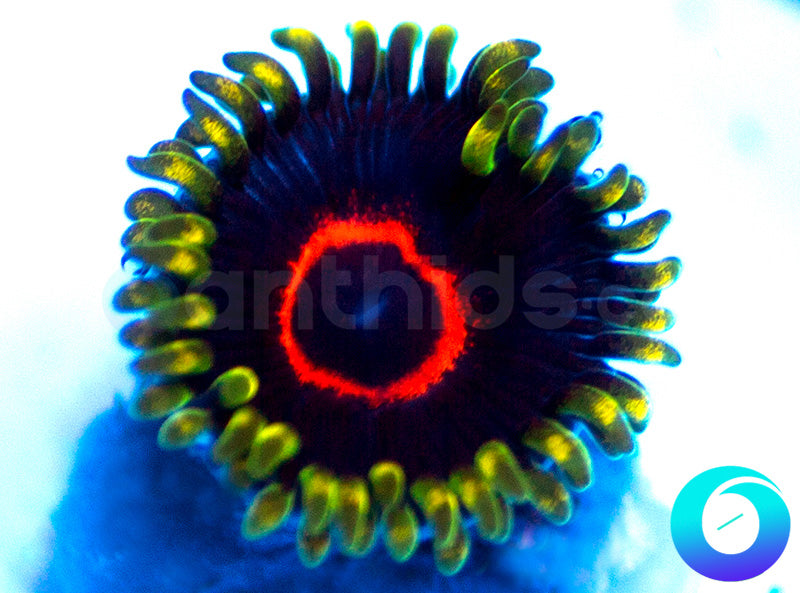 972-PHE-zoa-D130.jpg