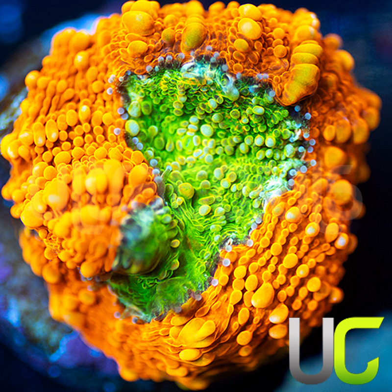 98-Pumpkin-Patch-Acan-Echinata.jpg