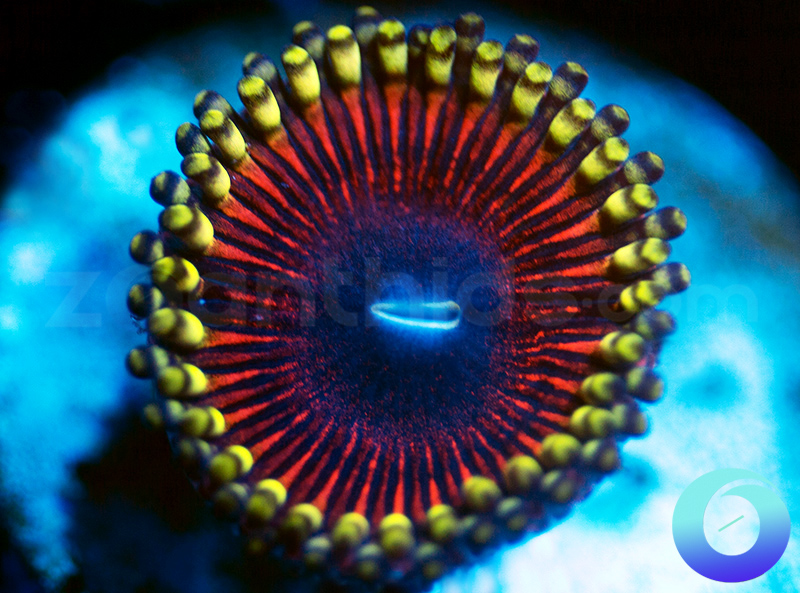 98-Zoa.jpg