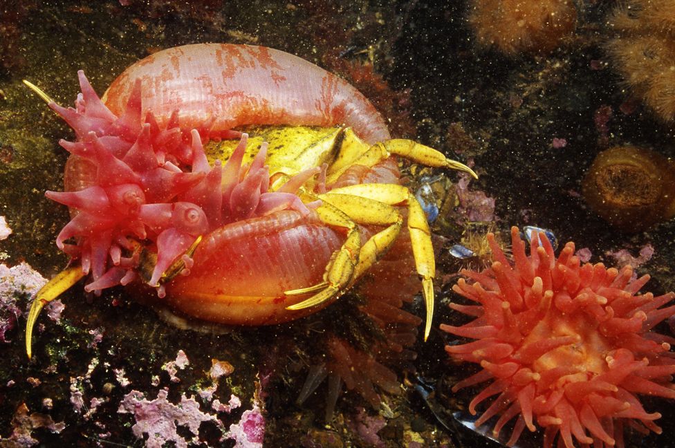 _85932215_seaanemonecrab.jpg