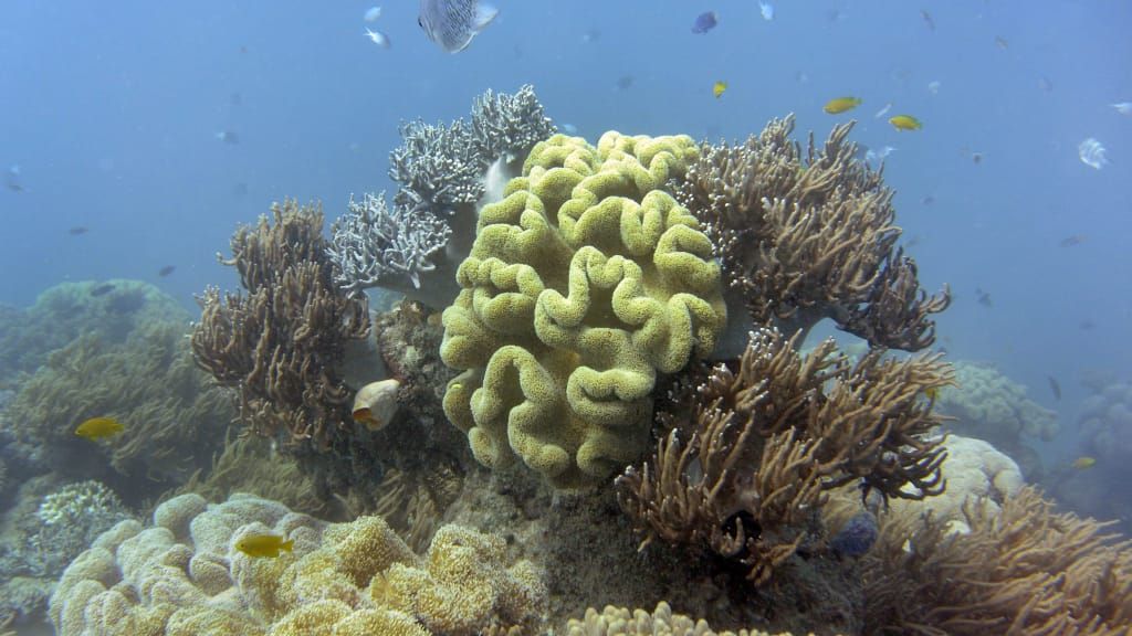 _http_%2F%2Fcdn.cnn.com%2Fcnnnext%2Fdam%2Fassets%2F170217101656-great-barrier-reef.jpg