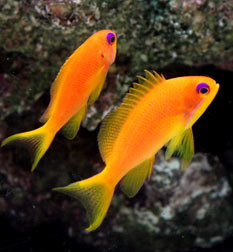 a-female-lyretail-anthias.jpg