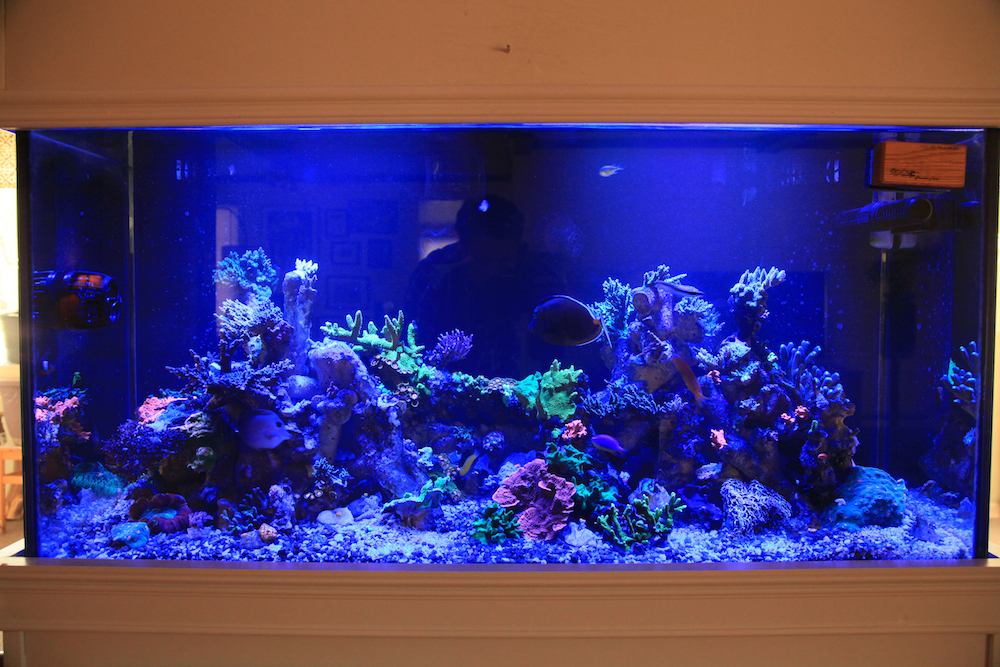 A full tank shot under blue light matt geldof 120 gallon reef aquarium.jpg