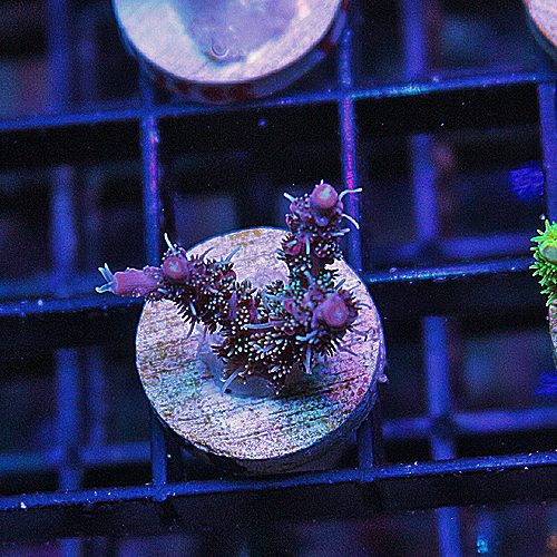 A101 Tyree Pinky the Bear Acropora 129-79.jpg