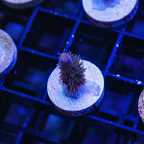 A103 Angry Bird Acropora 999-499.jpg