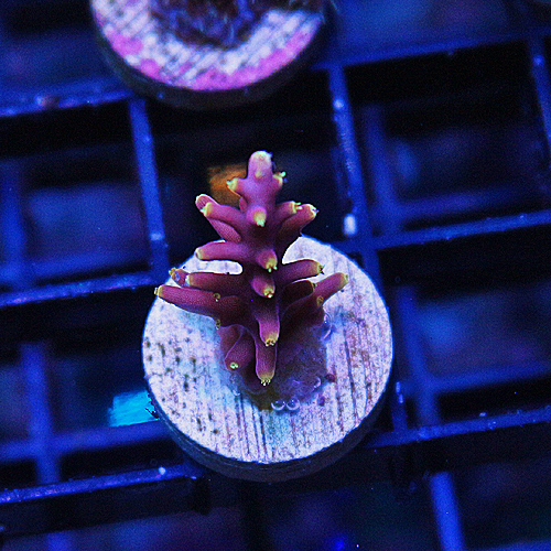 A105 WWC Little Red Fararri Acropora 149-119.jpg