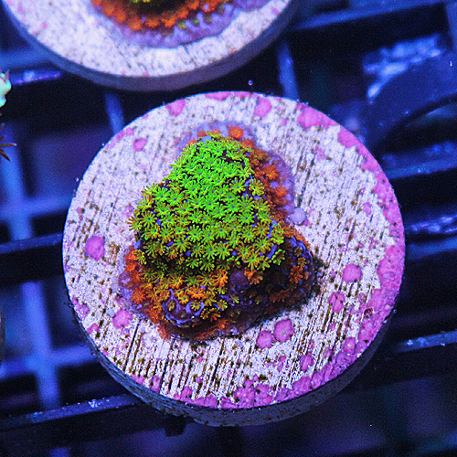 A107 OG Rainbow Montipora 54-29.jpg