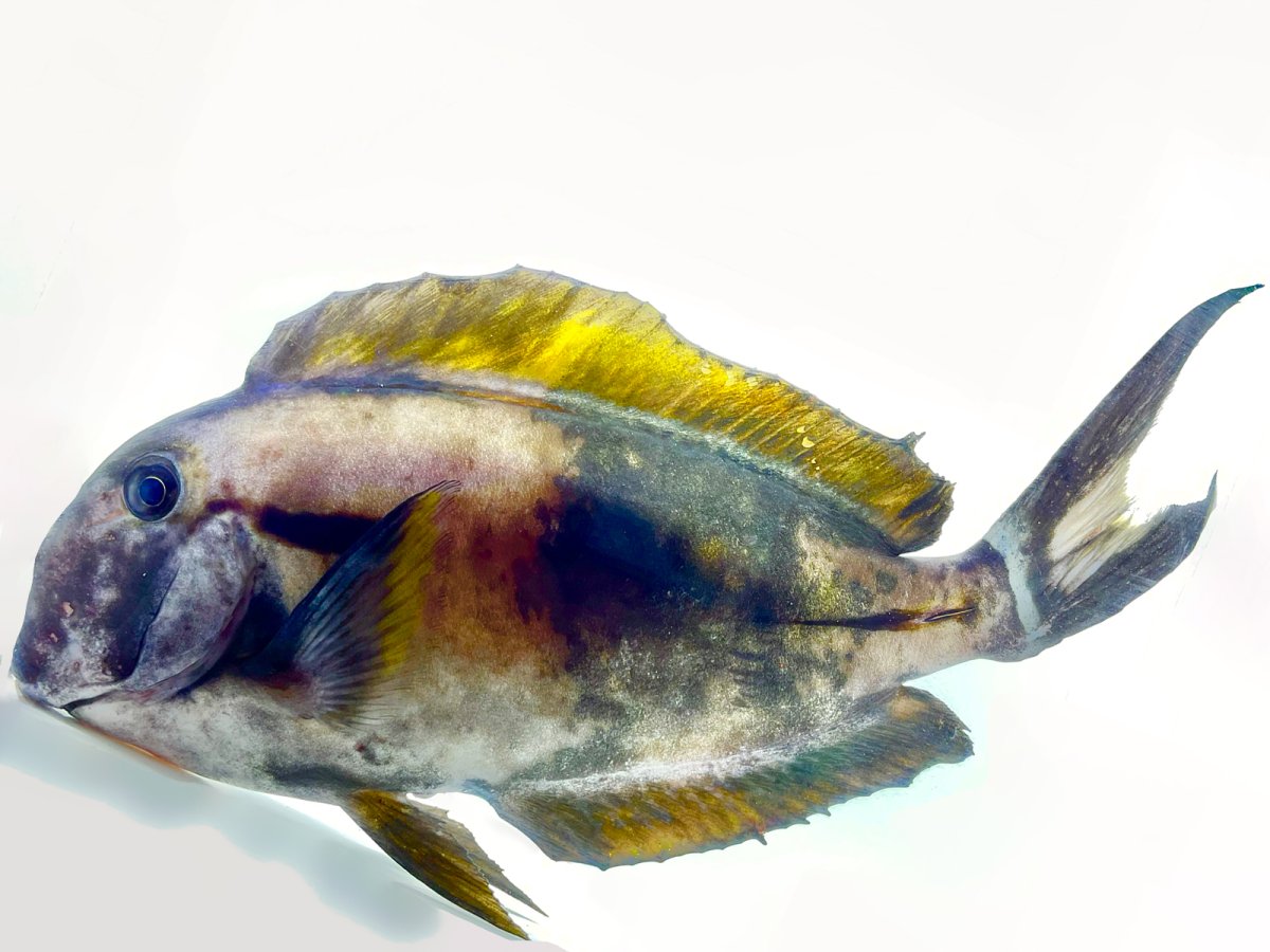 Abarrant Epaulette Surgeonfish.jpg