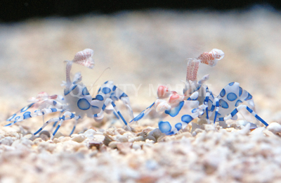 AC Harlequin Shrimp (2) watermarked.jpg