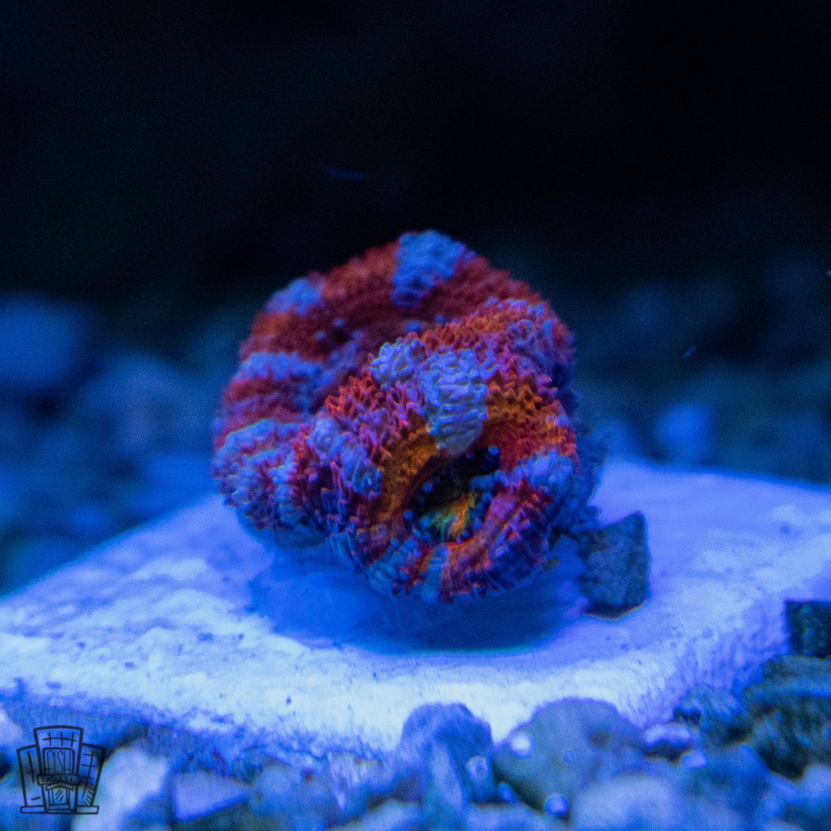 Acan-1.jpg