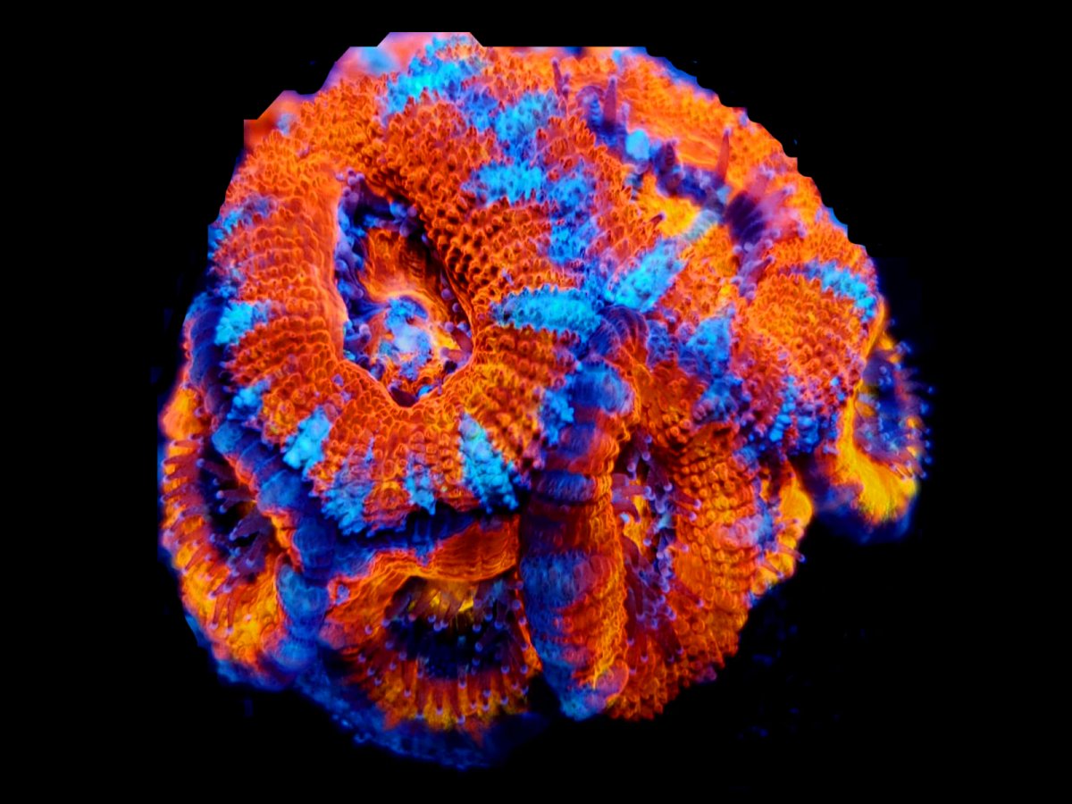 ACAN 2.jpg