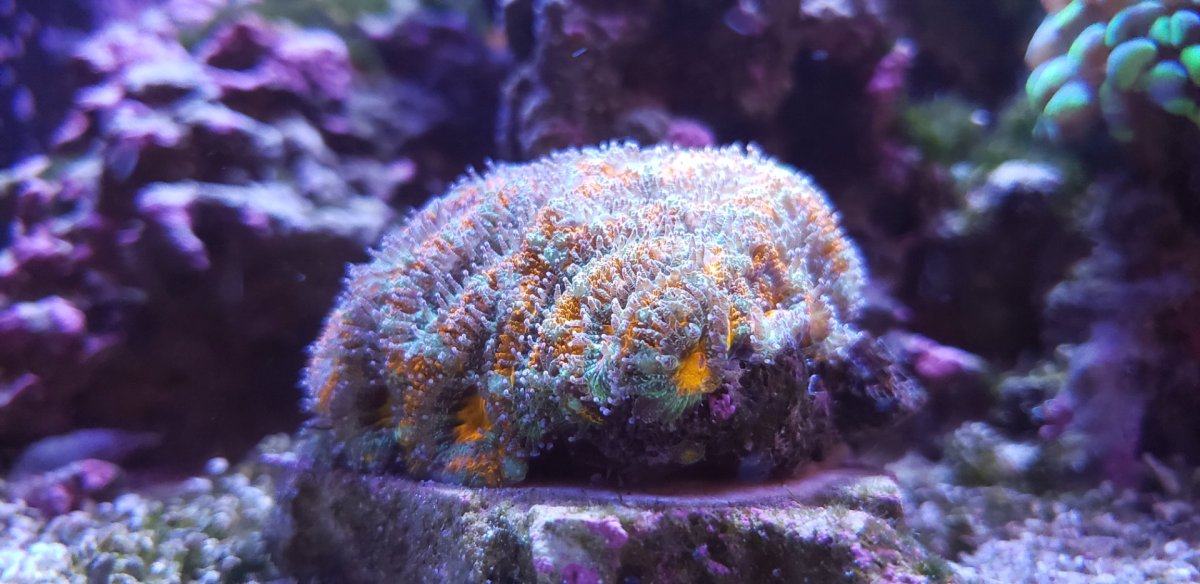 acan-20240419.jpg