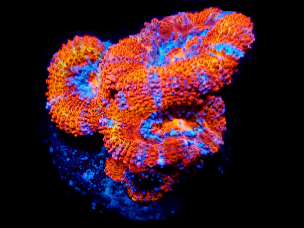 ACAN 3.jpg