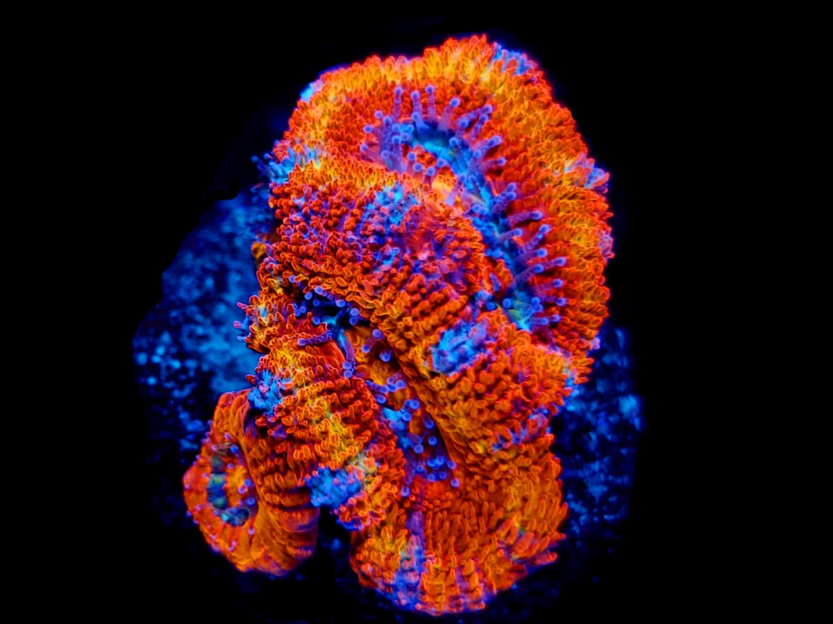 ACAN 4.jpg