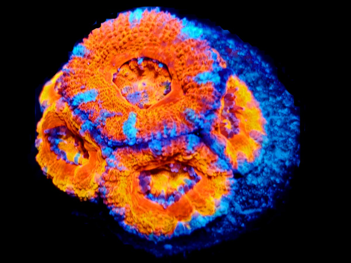 ACAN 5.jpg