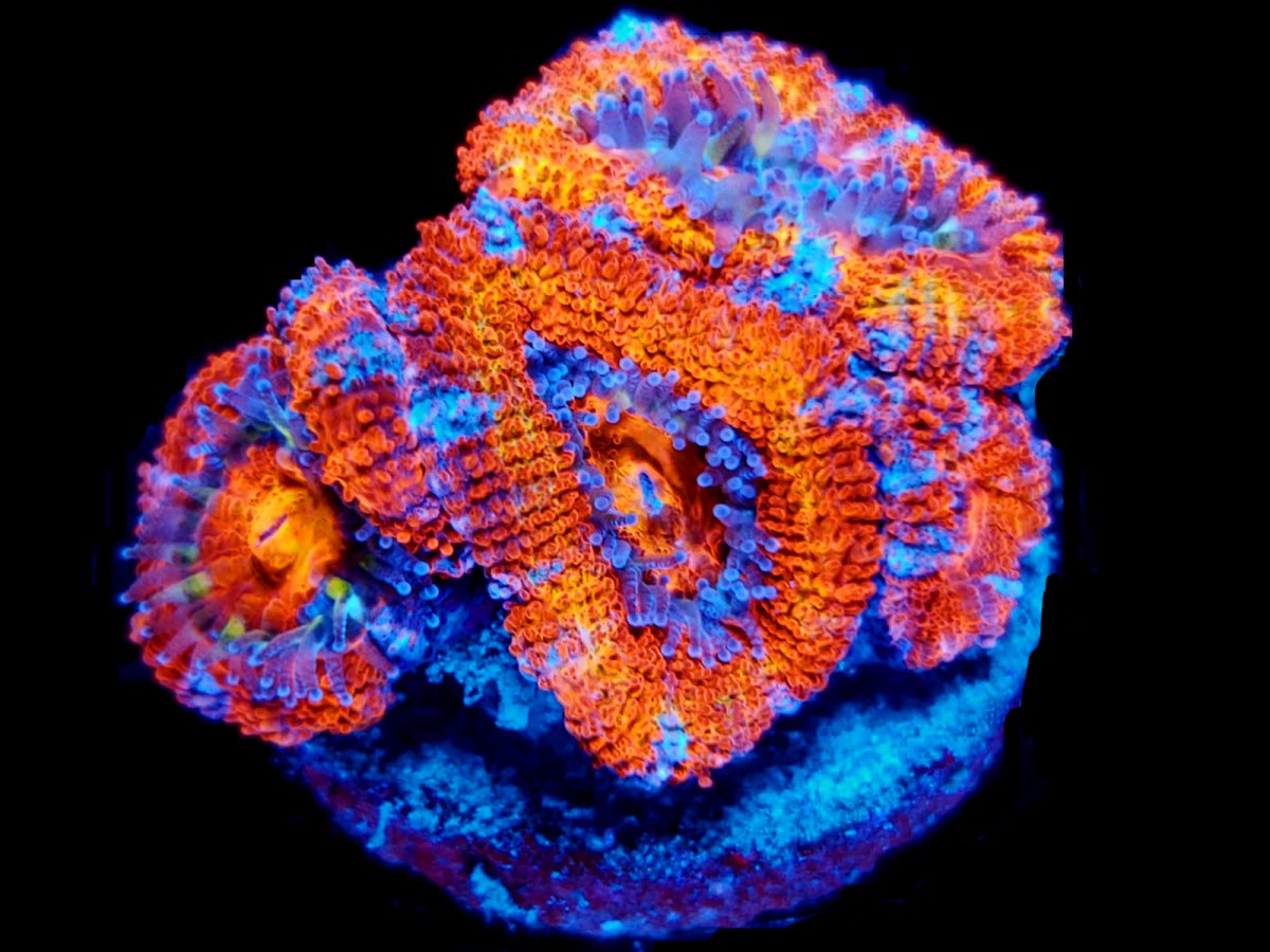 ACAN 6.jpg