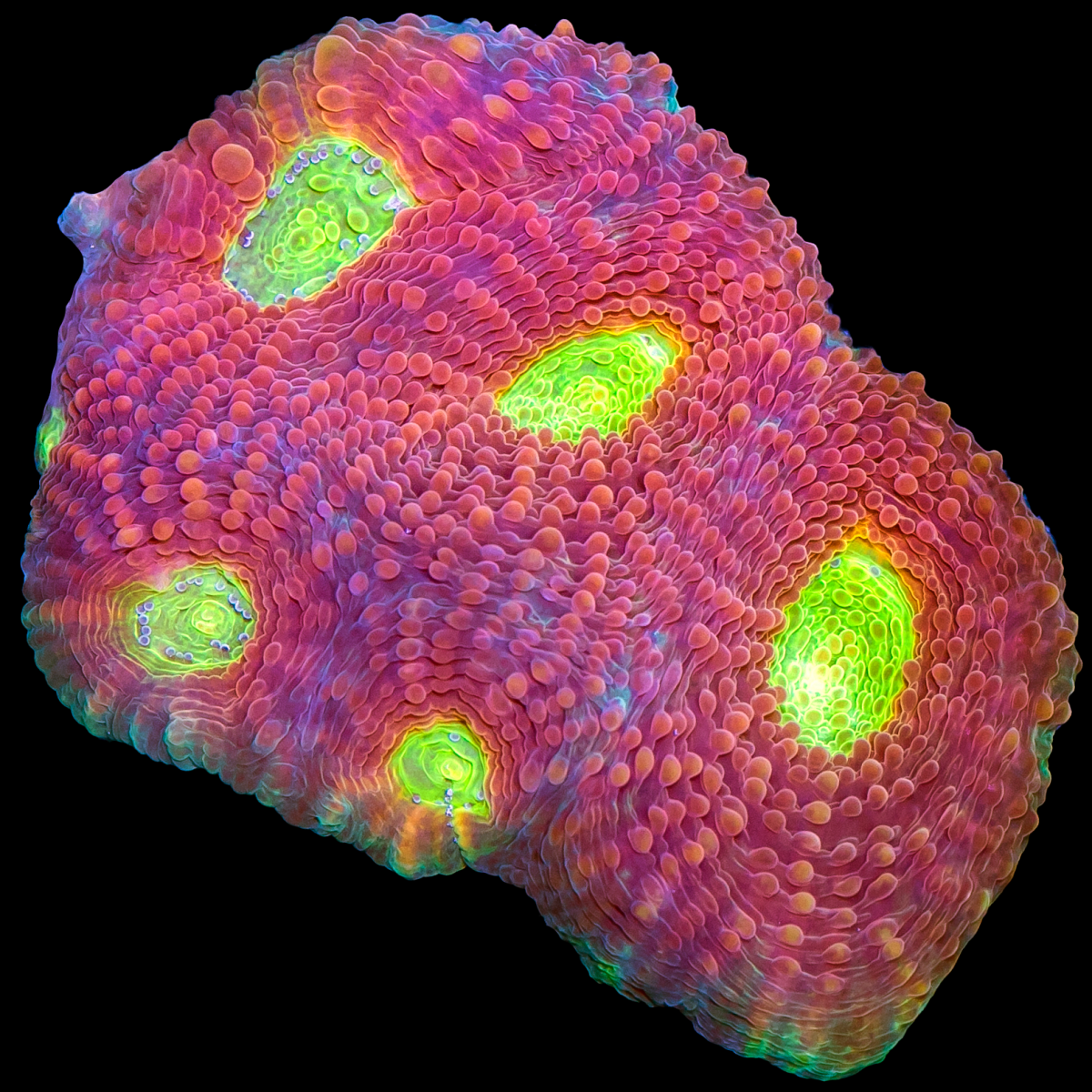 acan-659.png