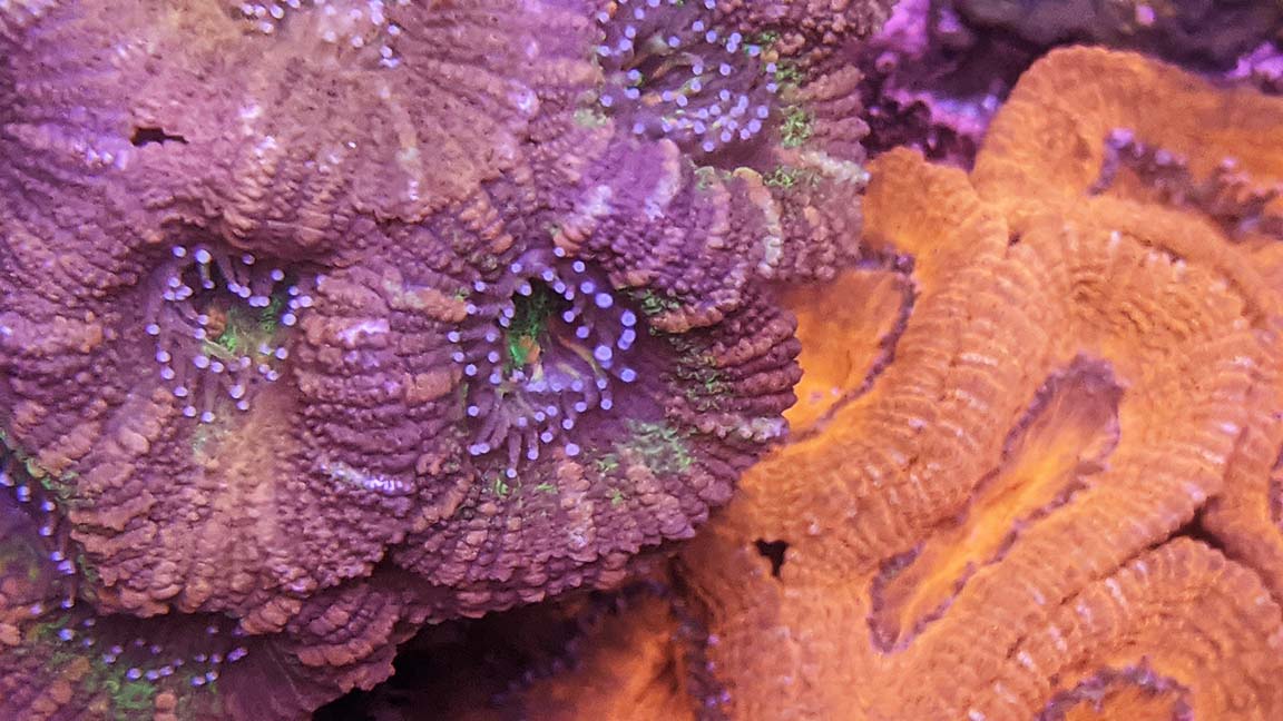 Acan 9.jpg