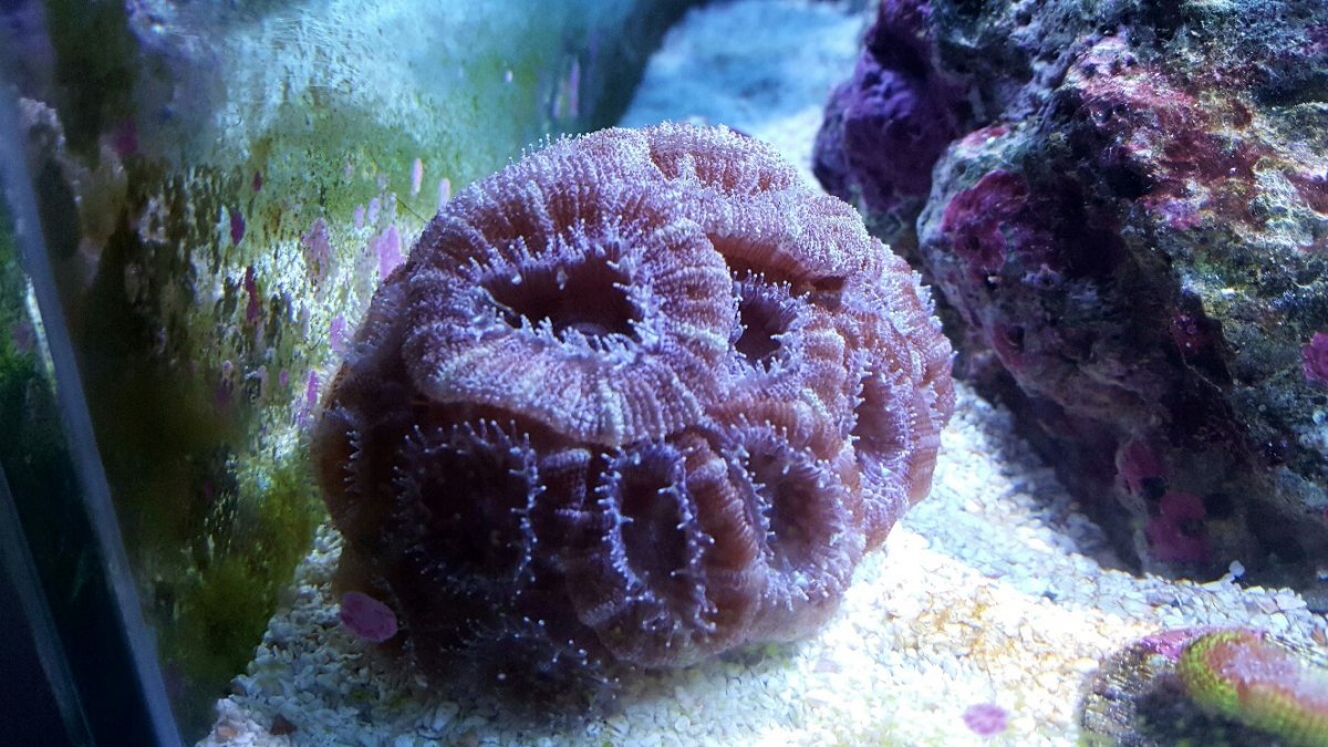 acan colony (2).jpg