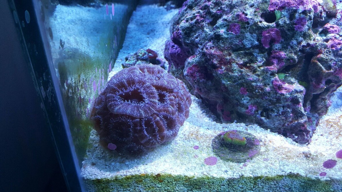 acan colony.jpg