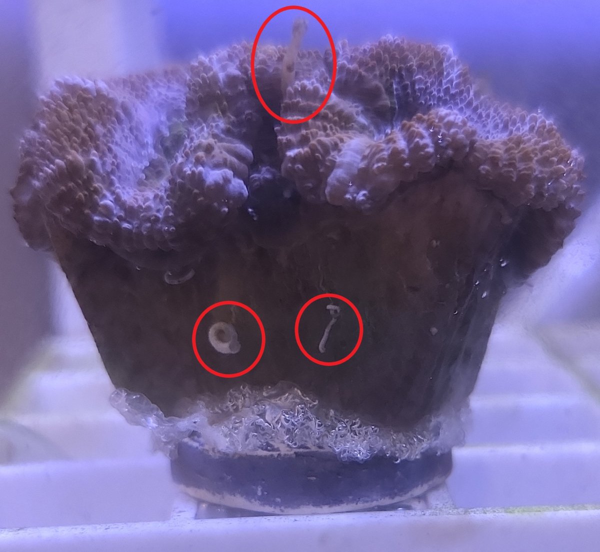 Acan Critter.jpg