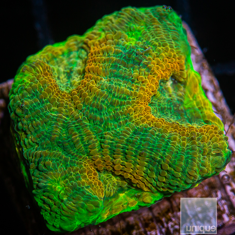 Acan Echinata 59 22.JPG