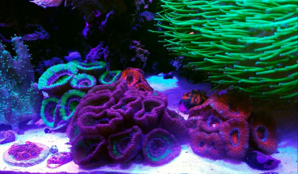 Acan garden.jpg