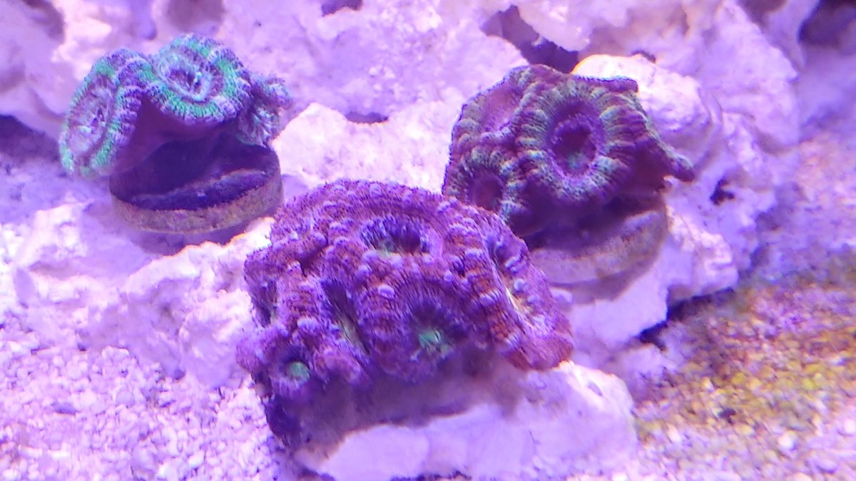 acan garden.jpg