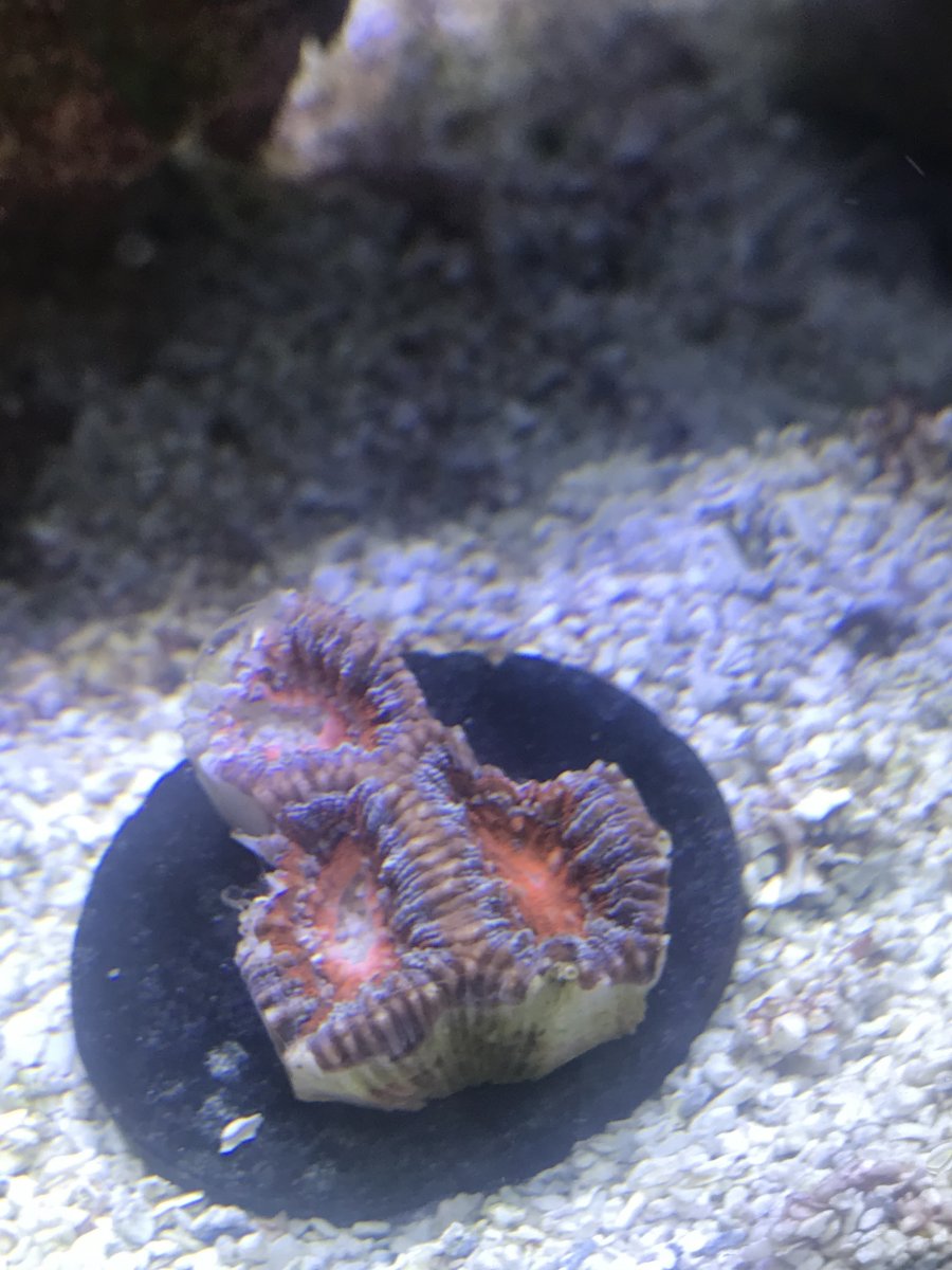 Acan.jpg