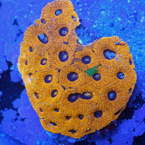 acan.jpg