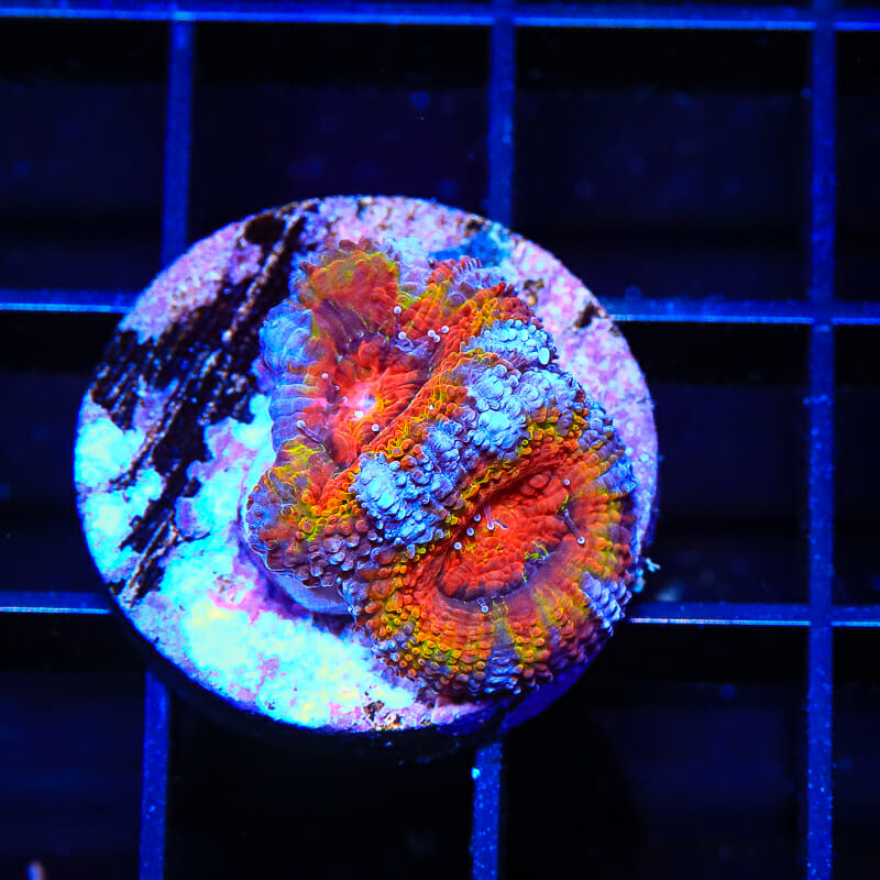 acan.jpg